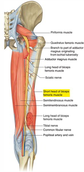 Easy Notes On 【Biceps Femoris – Short Head】Learn in Just 4 Minutes