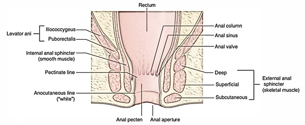 Anal Sphincter 