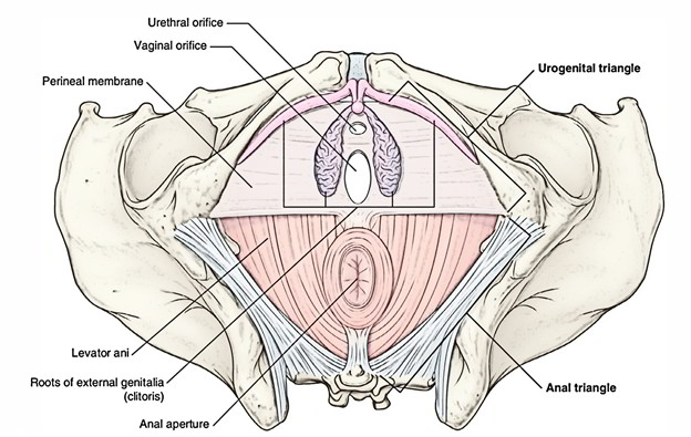 4. Structure of the pelvic diaphragm. The perineal body is formed by
