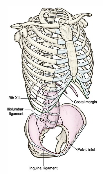 Iliolumbar Ligaments