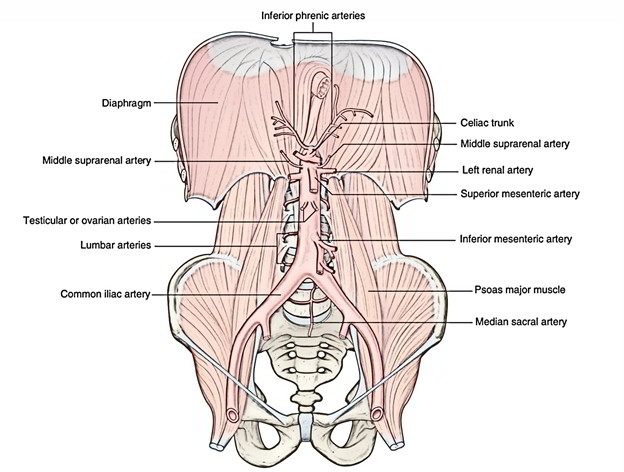 Lumbar Artery