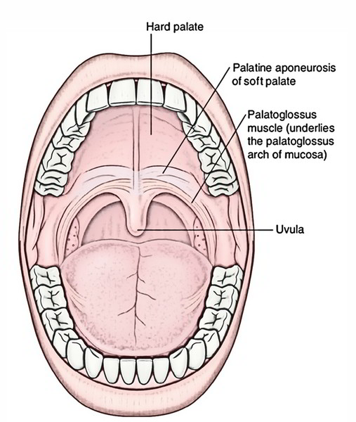 Hard Palate