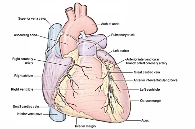 Pulmonary Arteries