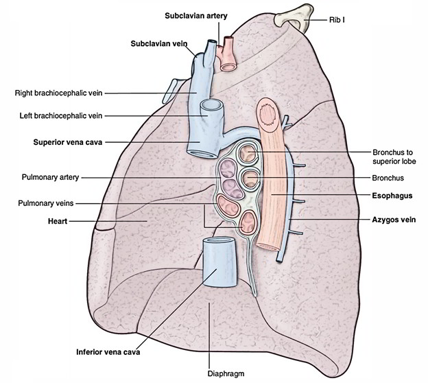 Pulmonary Veins