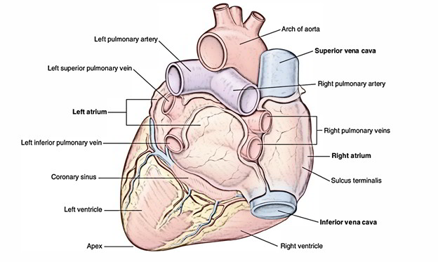 Pulmonary Veins: Circulation
