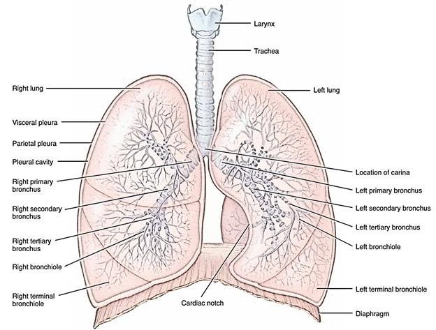 Lungs