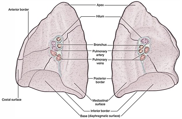 Lungs: Surface and Borders