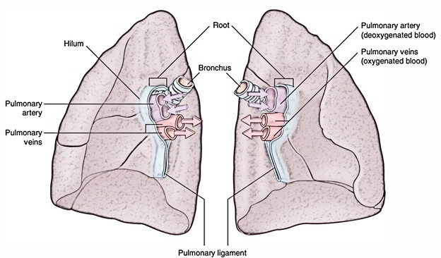 Lungs: Root and Hilum