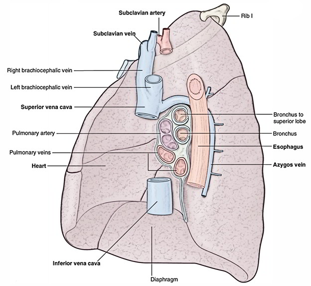 Lungs: Right Lung