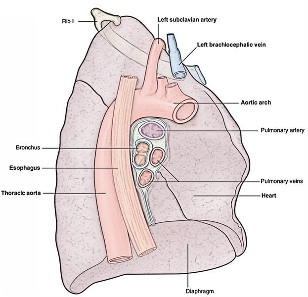 Lungs: Left Lung