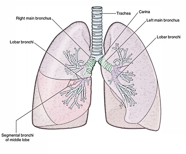 Lungs: Bronchial Tree