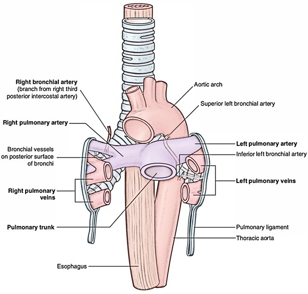 Lungs: Arterial Supply