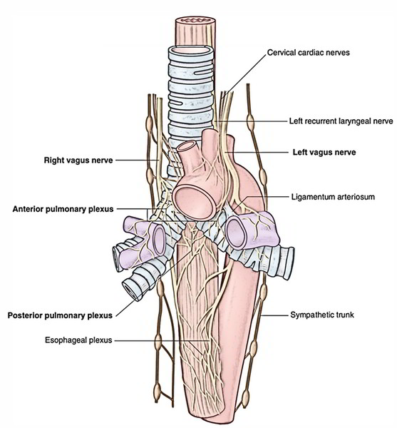 Lungs: Innervation