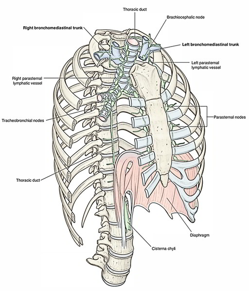 Lungs: Lymphatic drainage