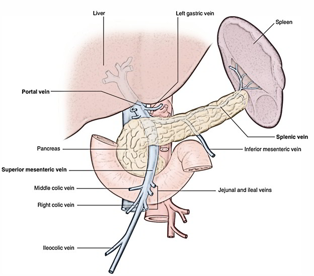 Right Colic Vein