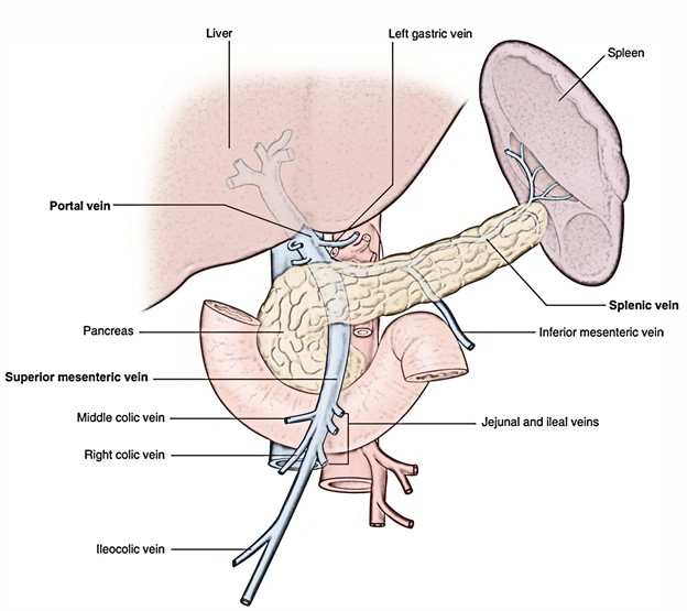 Middle Colic Vein