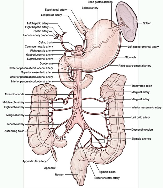 Marginal Artery of Colon