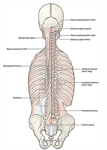 Multifidus Muscles