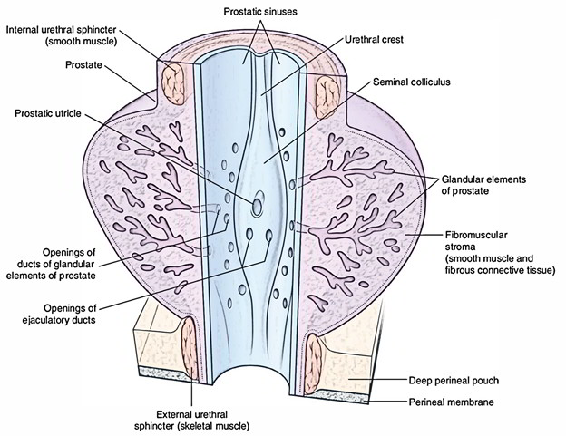 Anatomia prostatei | Ghid medical, tratamente si remedii naturiste