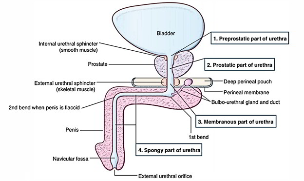 Easy Notes On 【External Urethral Sphincter】Learn in Just 3 Minutes