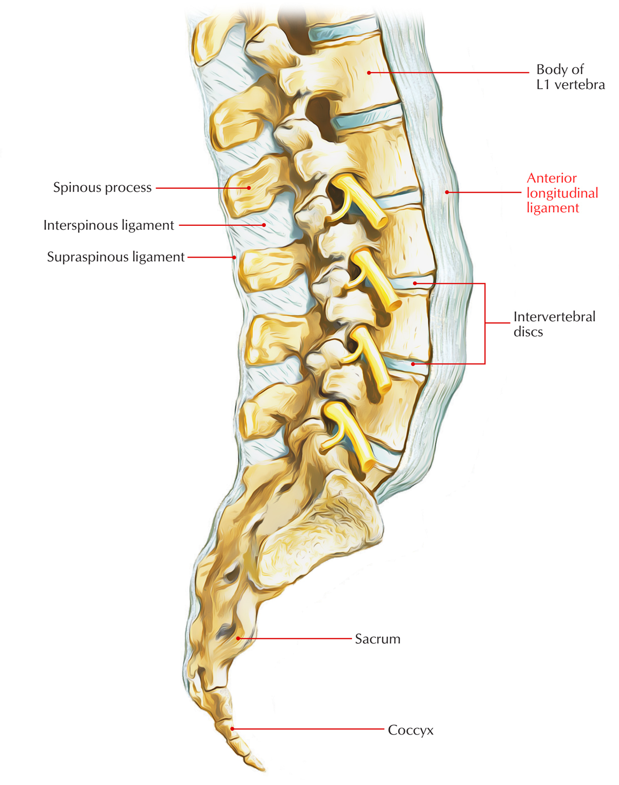 Anterior Longitudinal Ligament Anatomy