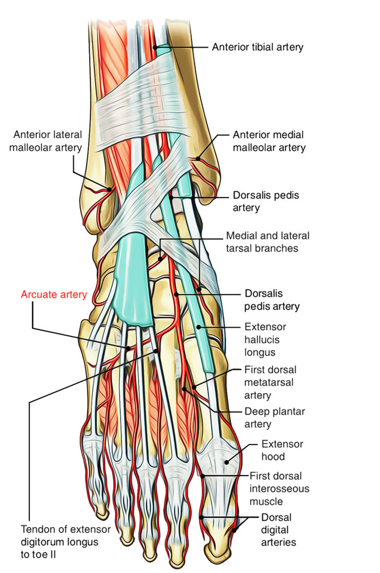 Arcuate Artery