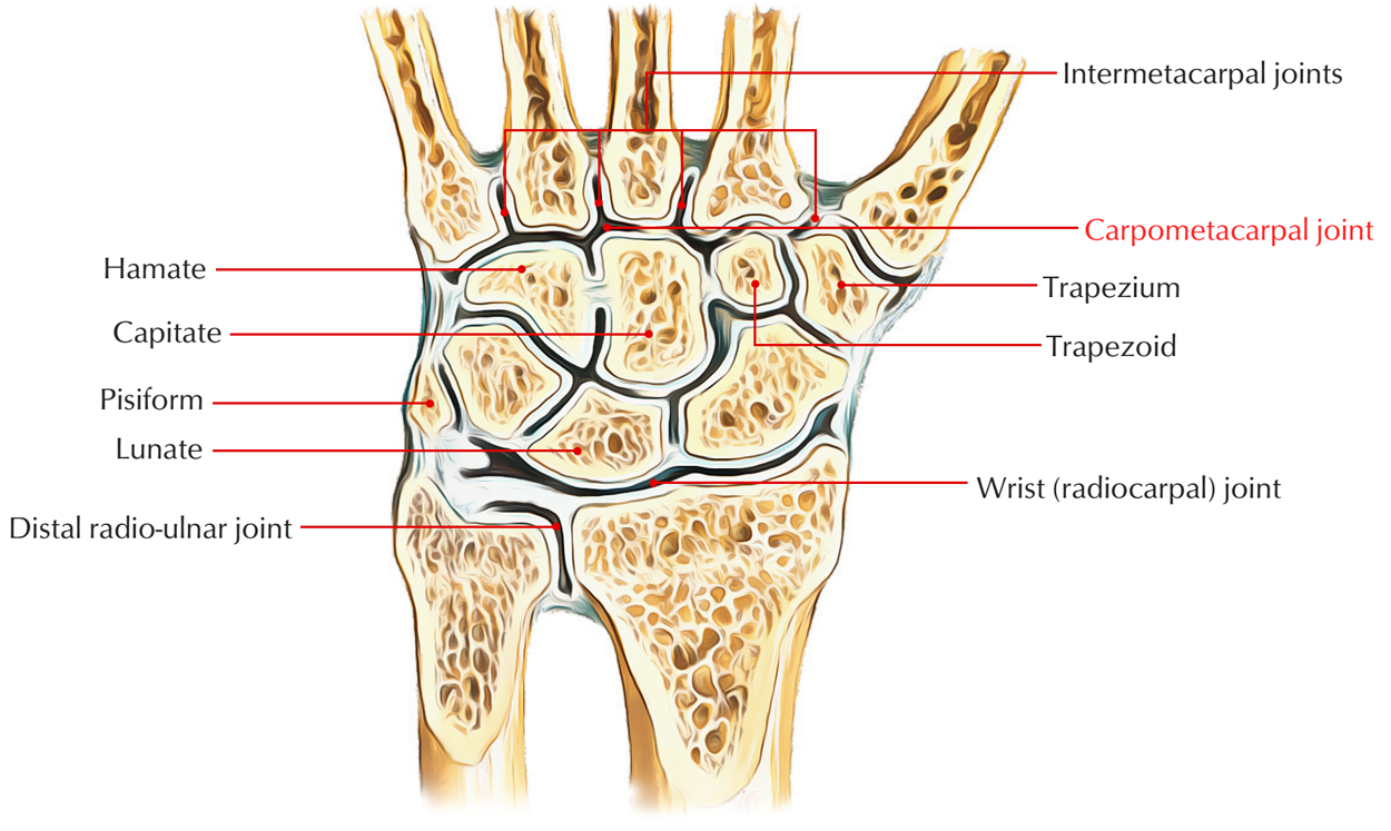 Carpometacarpal Joint