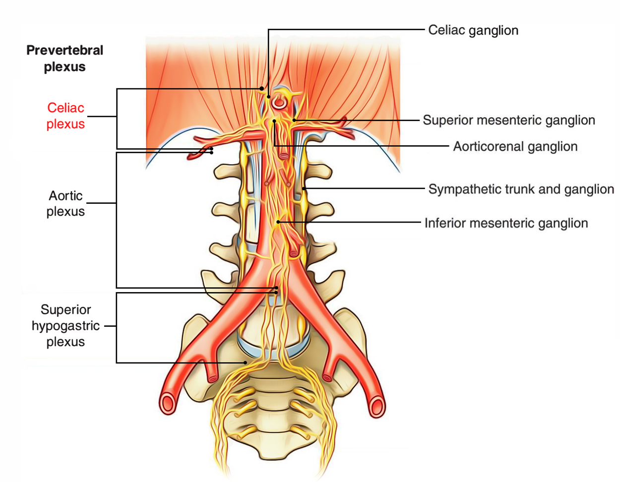 Celiac Plexus