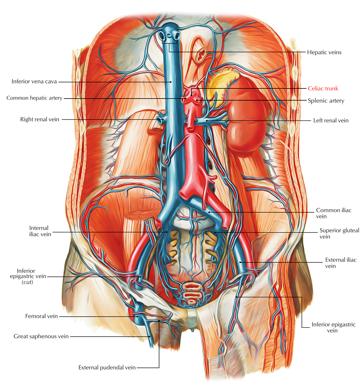 Easy Notes On 【Celiac Trunk (Artery)】Learn in Just 3 ...