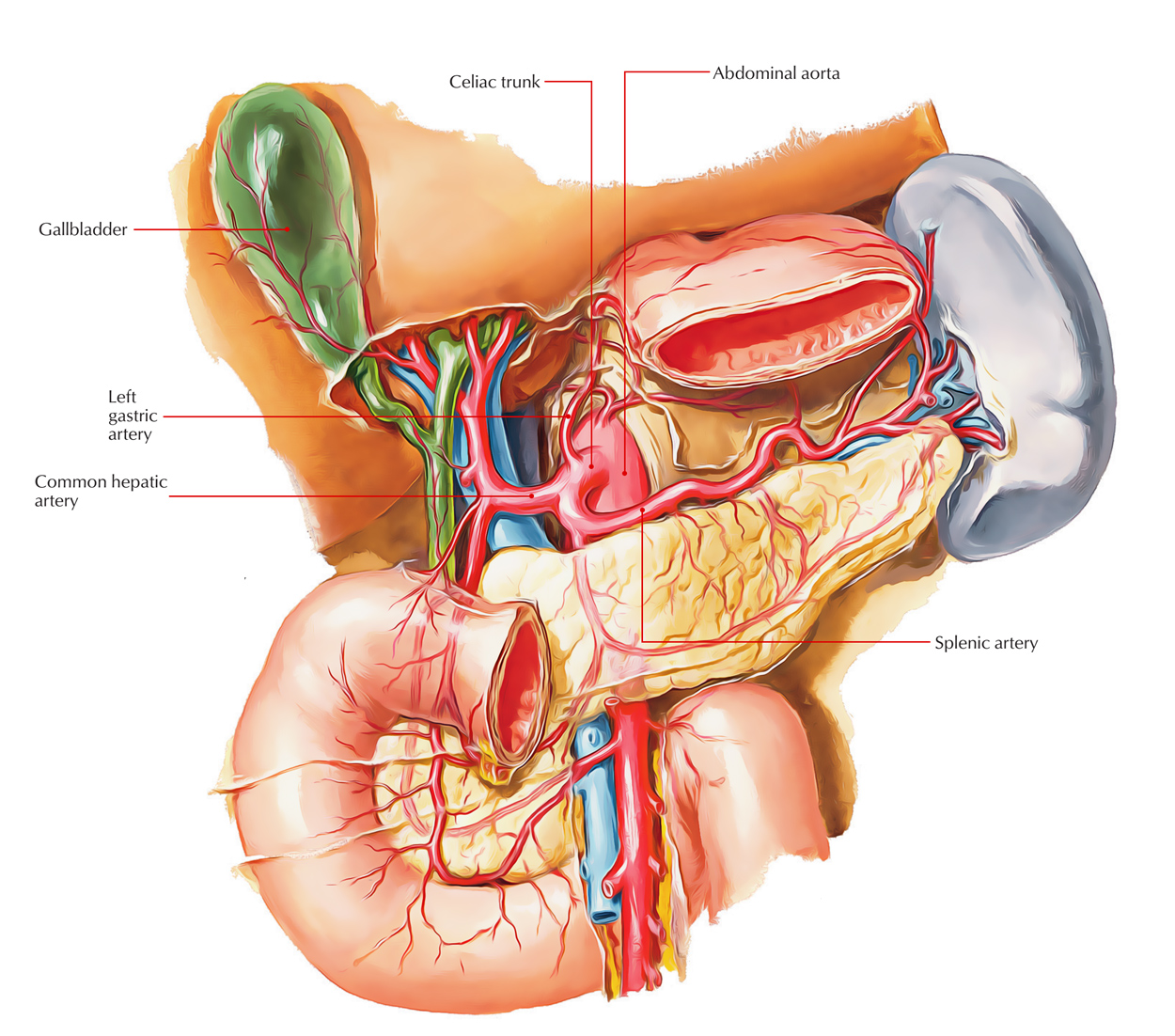 Easy Notes On Celiac Trunk Artery Learn In Just 3 Minutes