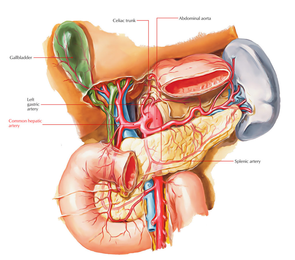 HEPATIC ARTERY FUNCTION IN CIRCULATORY SYSTEM visual data 6