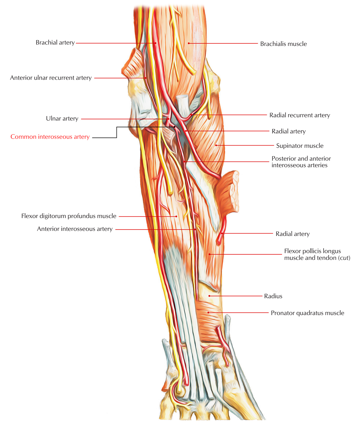 Common Interosseous Artery