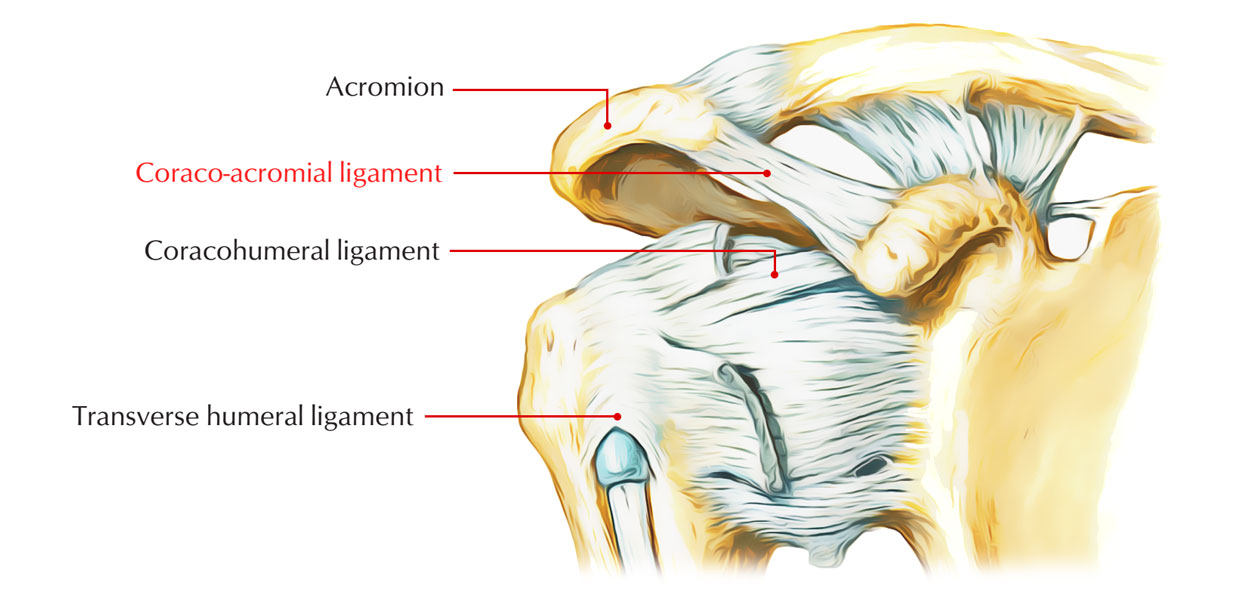 Coraco-acromial Ligament 