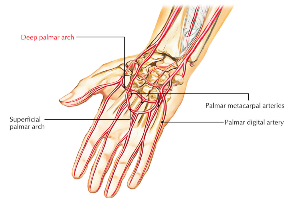 Easy Notes On 【Deep Palmar Arch】Learn in Just 4 Minutes! – Earth's Lab