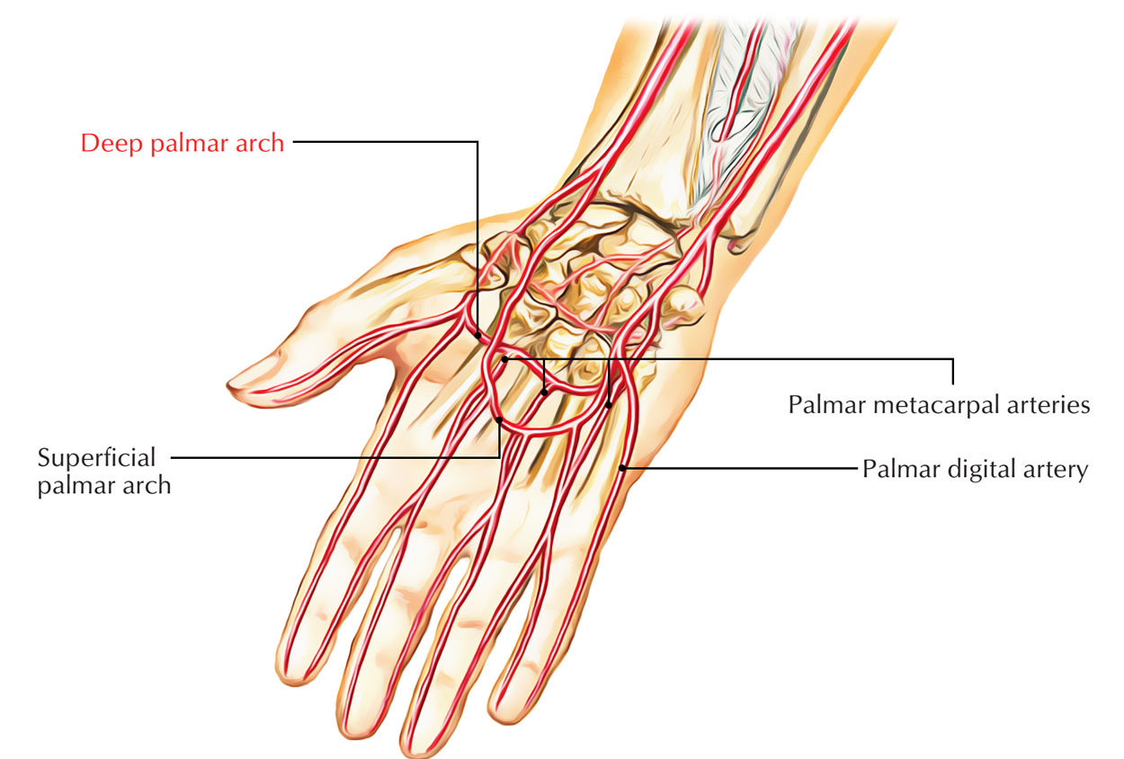 Deep Palmar Arch