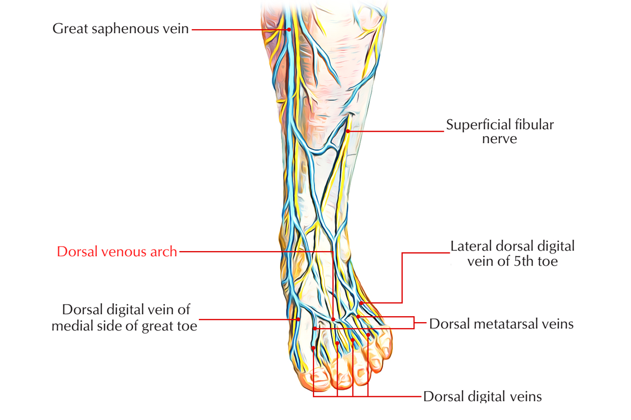 Dorsal Venous Arch: Foot