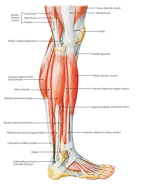 Fibularis (Peroneus) Longus