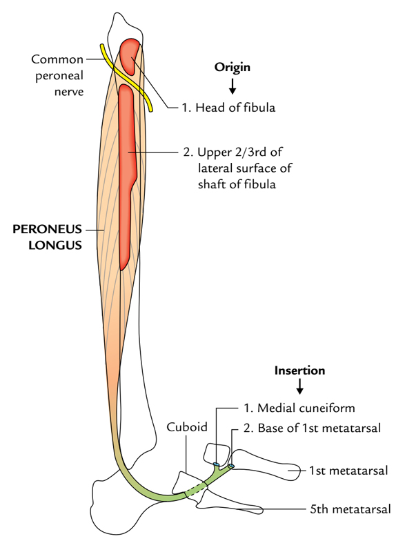 Fibularis (Peroneus) Longus: Origin and Insertion