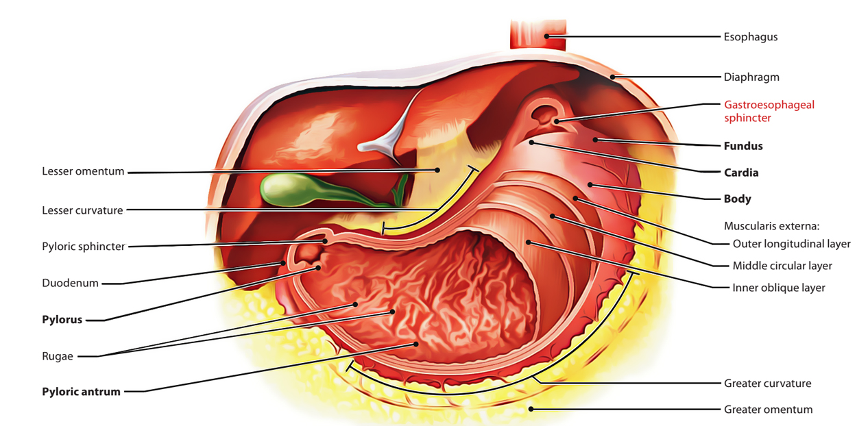 Lower Esophageal Sphincter