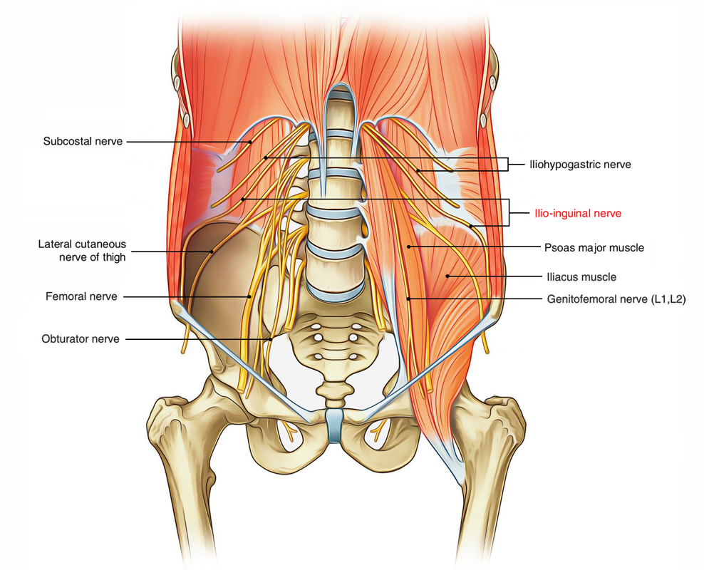 Ilioinguinal Nerve