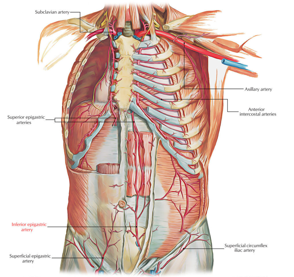 Inferior Epigastric Artery Earth's Lab