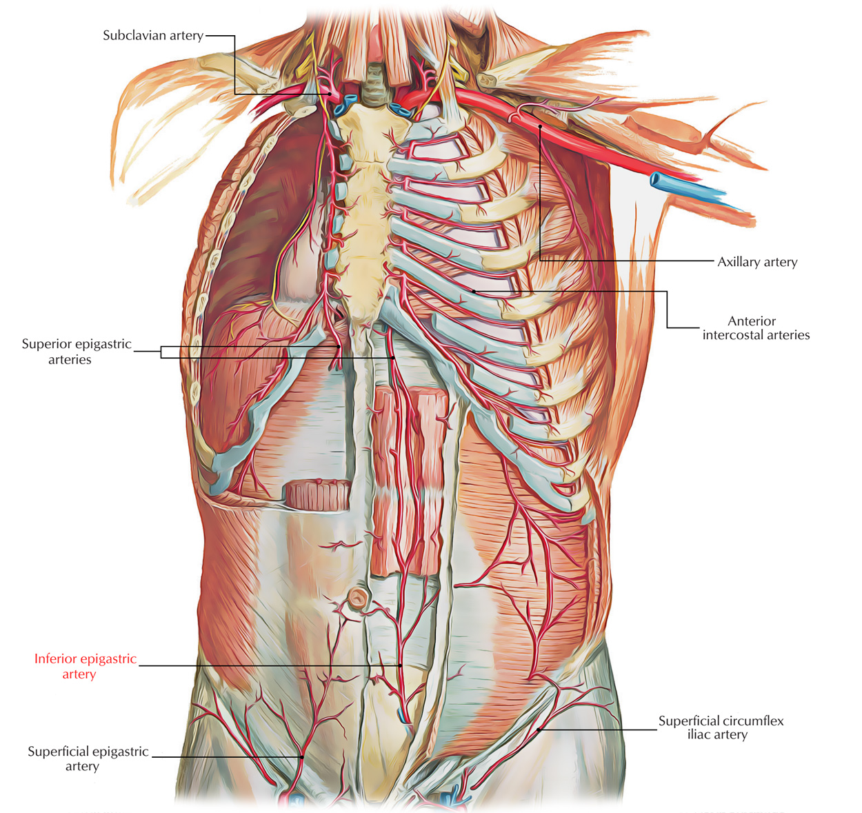 Inferior Epigastric Artery