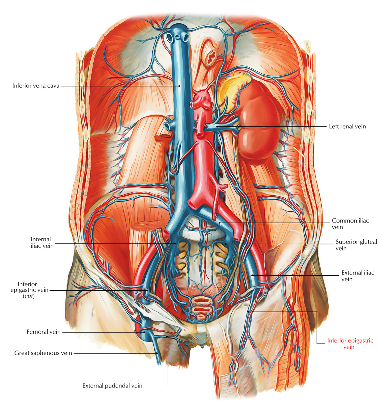 Inferior Epigastric Vein