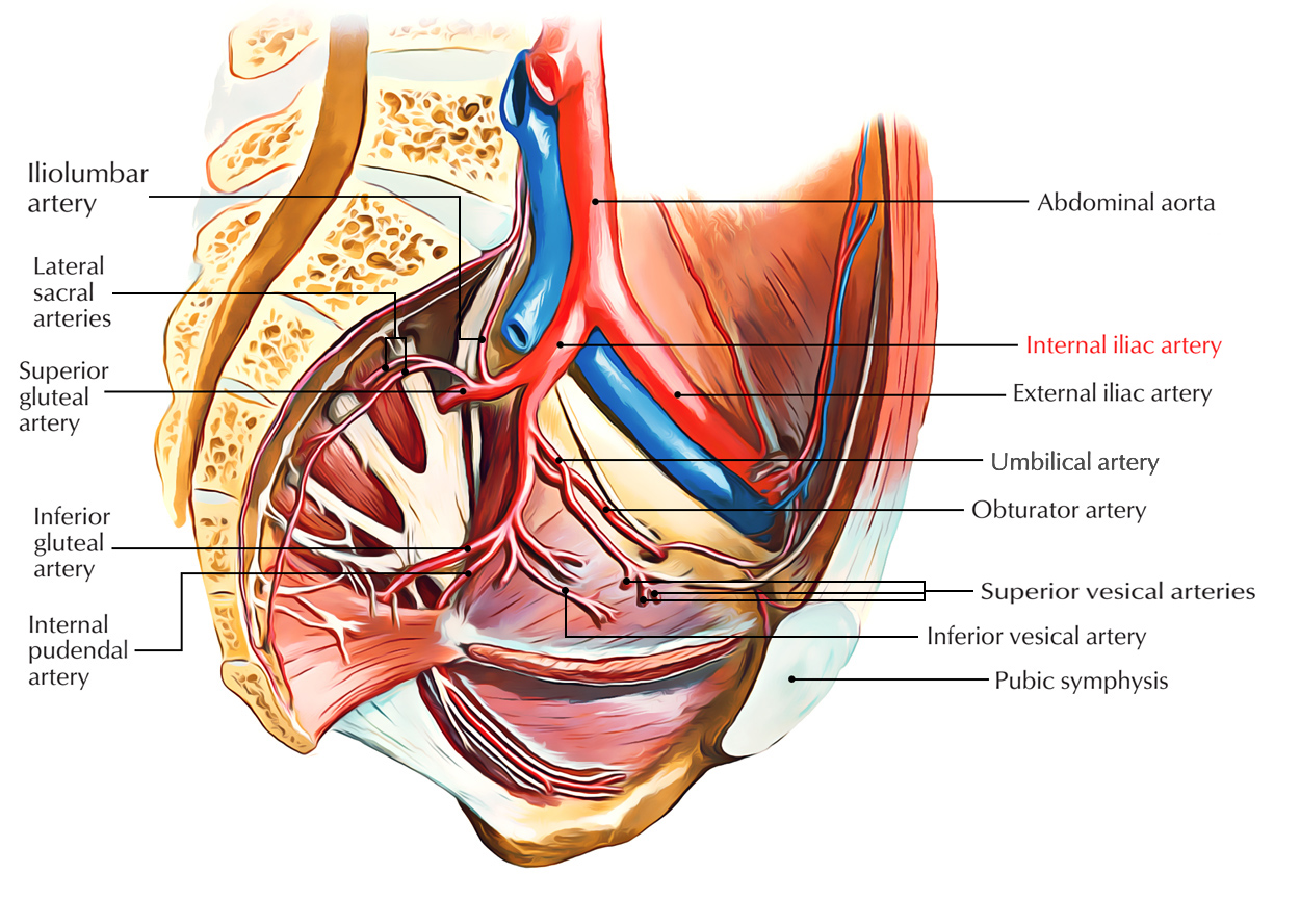 Internal Iliac Artery: Branches