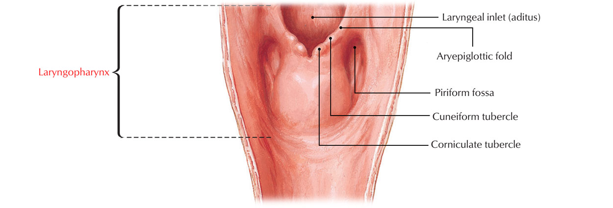 Laryngopharynx