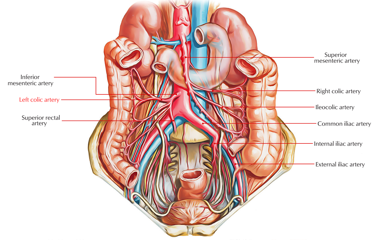 Left Colic Artery: Origin