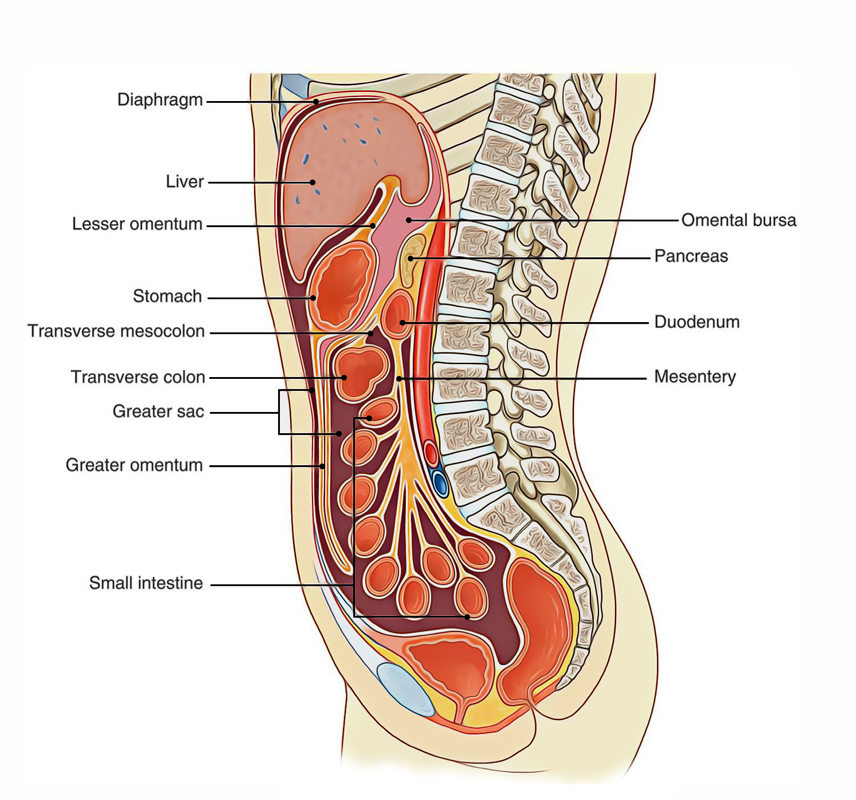 Structure Of The Peritoneum And Peritoneal Cavity Anatomy