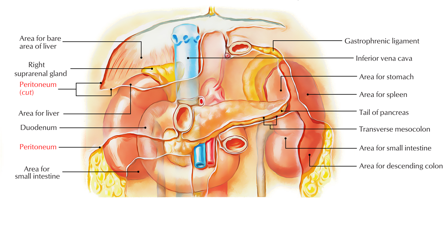 Peritoneum: Folds