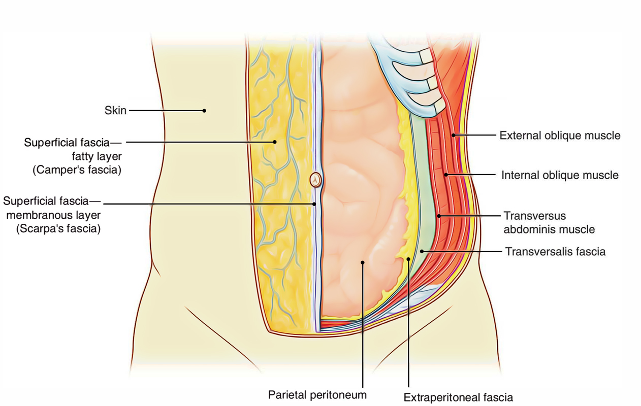 Peritoneum