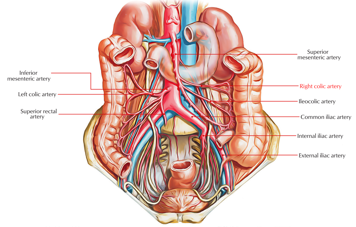 Right Colic Artery